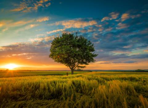 wide-angle-shot-single-tree-growing-clouded-sky-during-sunset-surrounded-by-grass.jpg