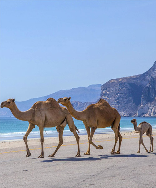 Szkolenie wyjazdowe Oman